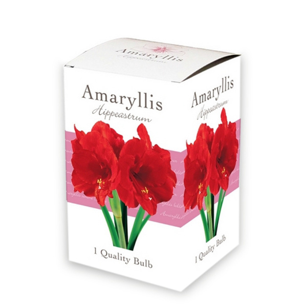 X 1 AMARYLLIS RED 1 ks